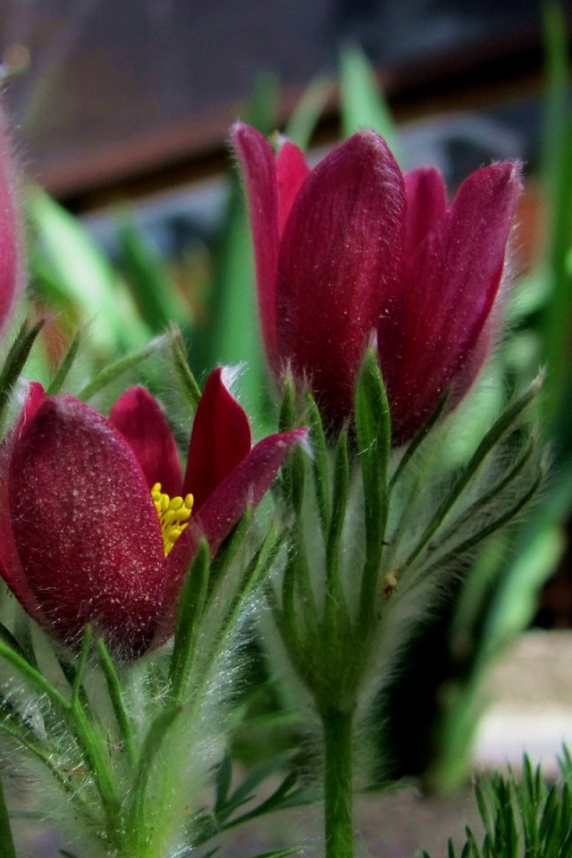 Красивая анемона в саду