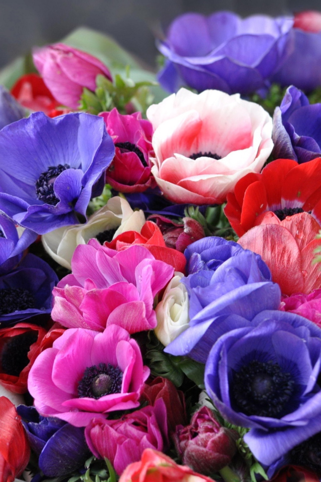 Красивая анемона на дачном участке