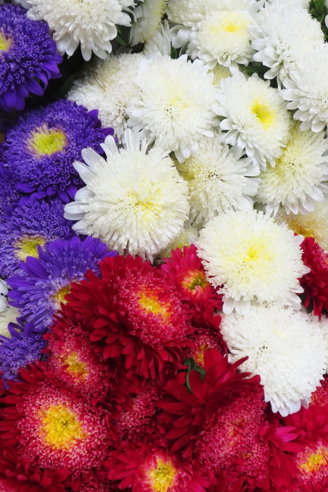 Красивая астра на дачном участке