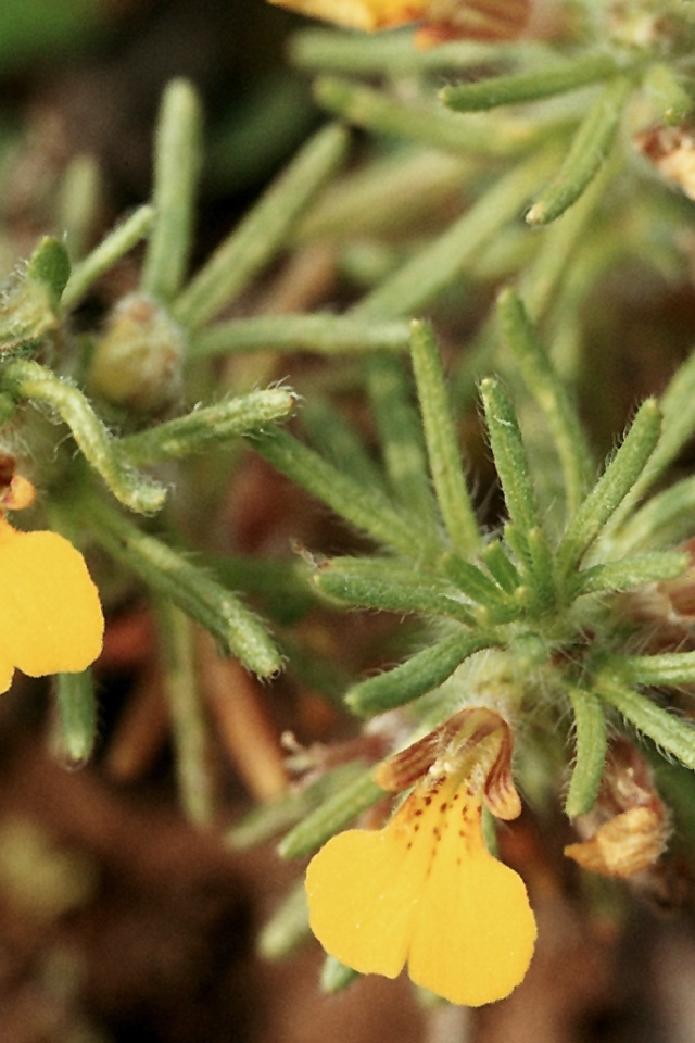 Красивая аюга на дачном участке