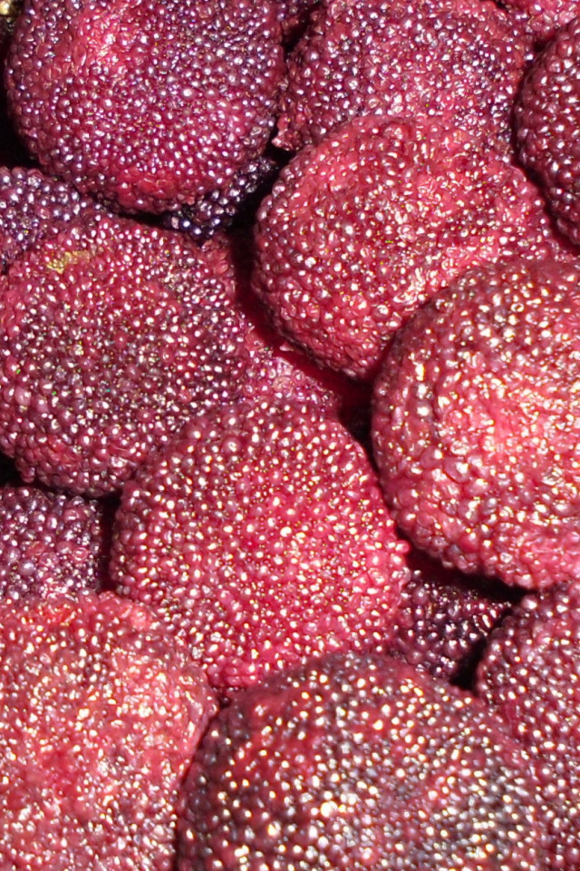 Красивые ягоды восковник из сада