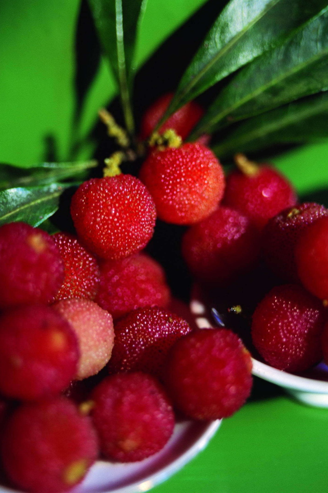 Красивые ягоды растения восковник