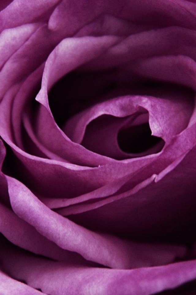 Красивая большая фиолетовая роза крупным планом
