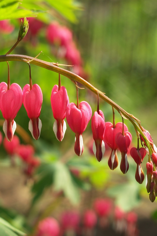 Красивые цветы дицентра в лесу
