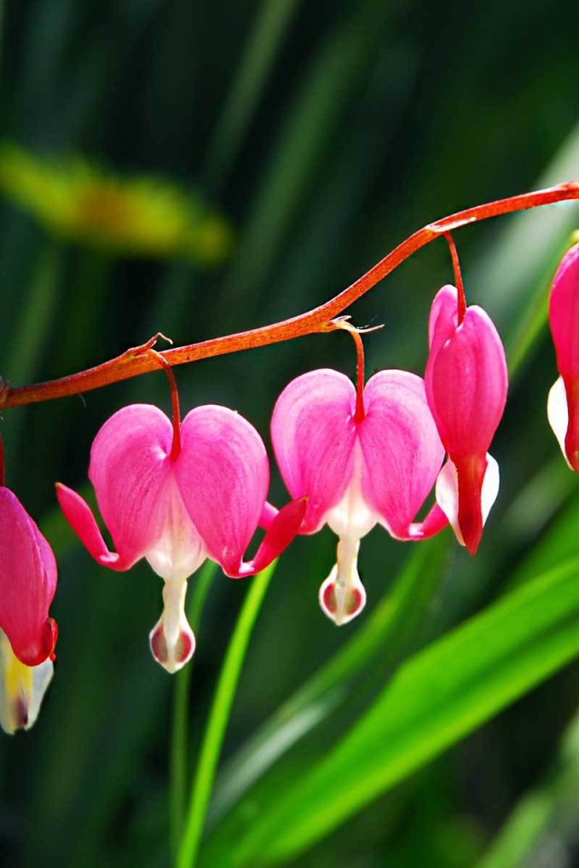 Красивые цветы дицентра в саду