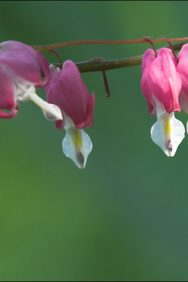 Красивые цветы дицентра в парке