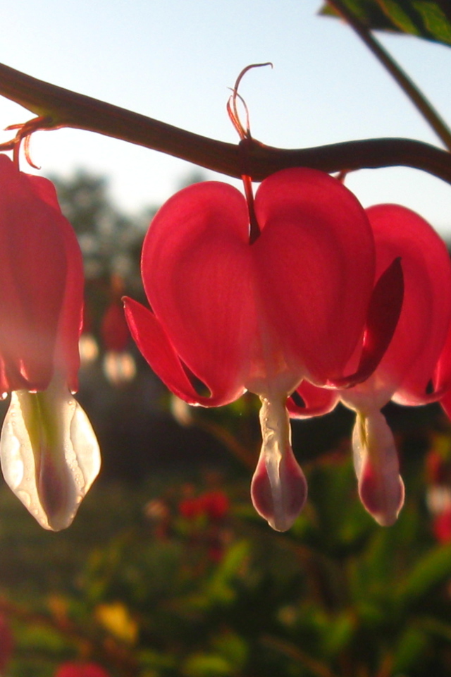 Красивая дицентра в саду