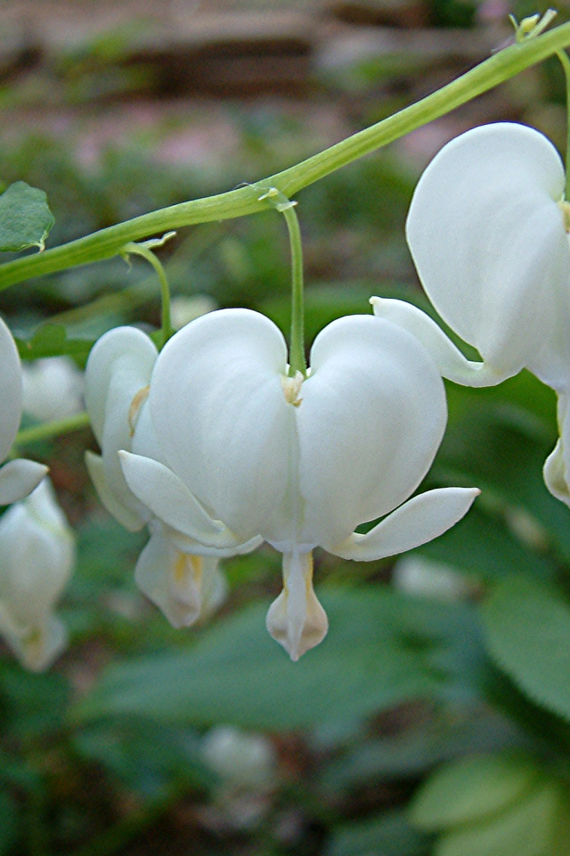 Красивая дицентра на дачном участке