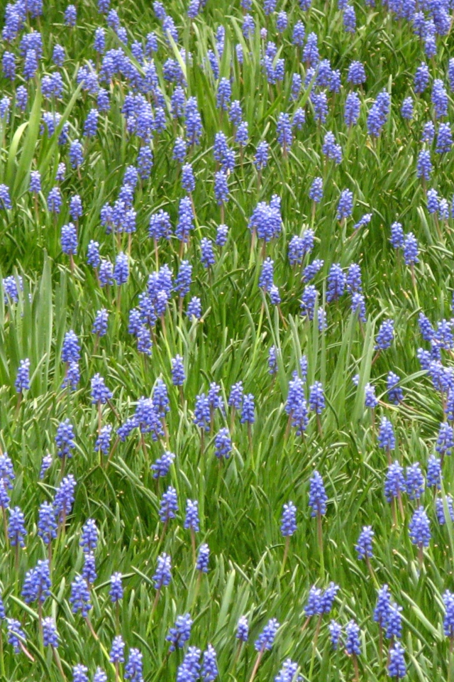 Красивый цветущий гиацинт на поляне