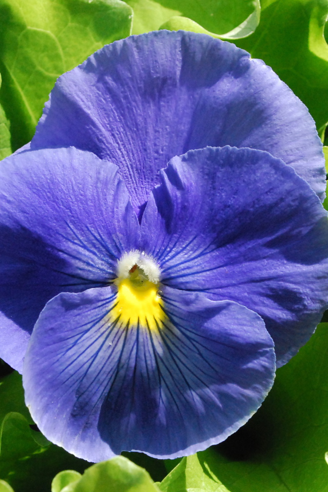 Красивый голубой цветок анютины глазки