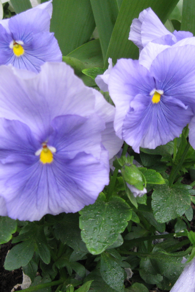 Красивые цветы голубые анютины глазки