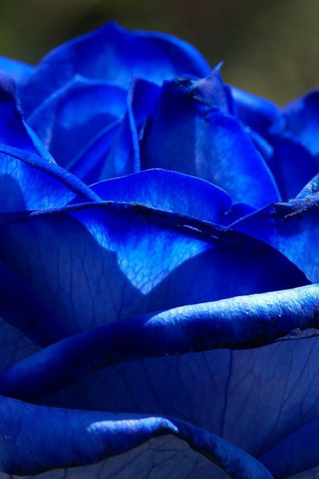 Красивая синяя роза на фоне листвы