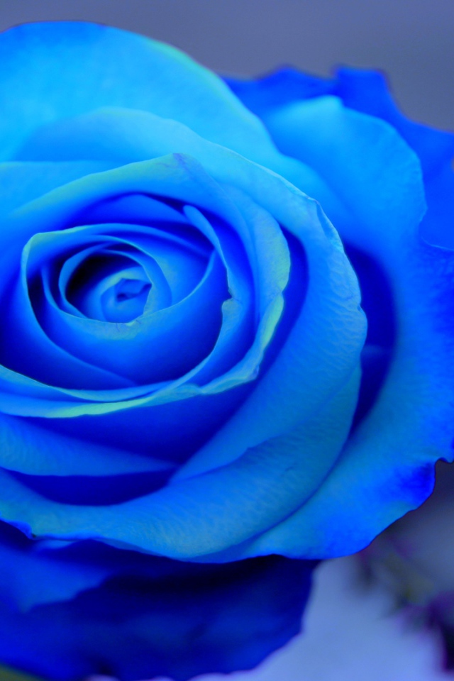 Красивая синяя роза на голубом фоне