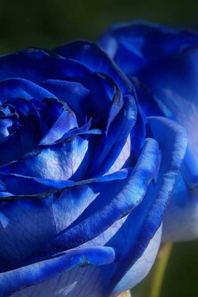 Красивые синие розы на фоне зелени