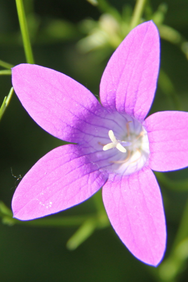 Красивые колокольчики на дачном участке