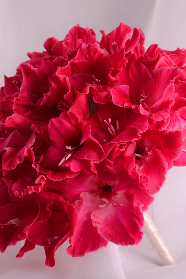 Красивый букет глаидоулс