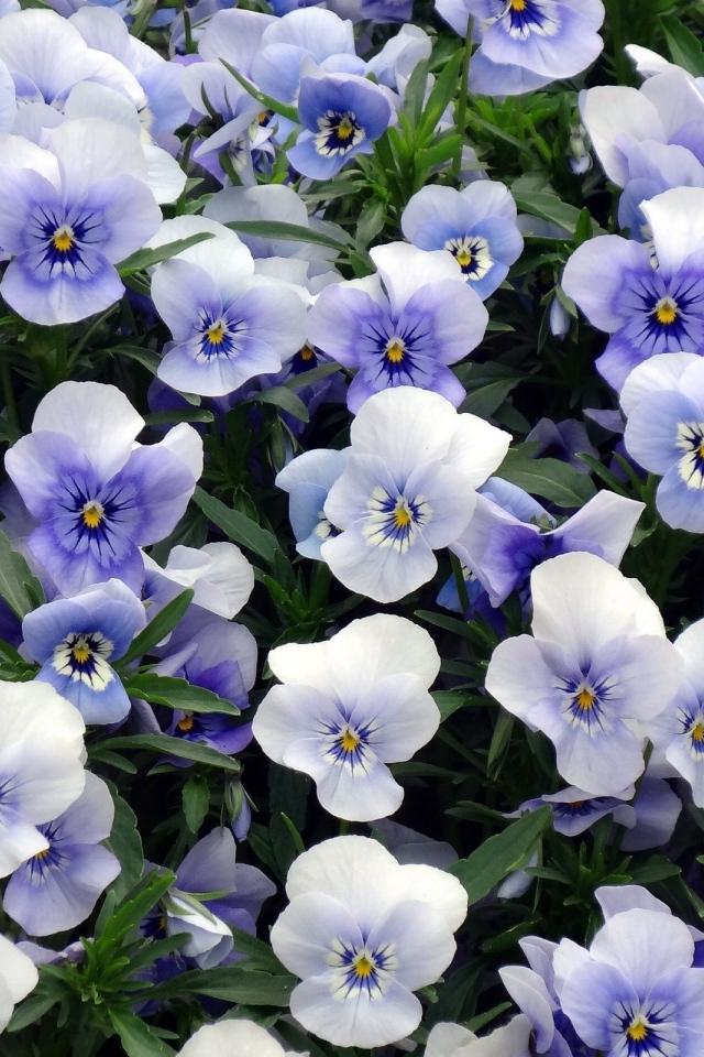 Красивый букет бело-голубых цветов анютины глазки