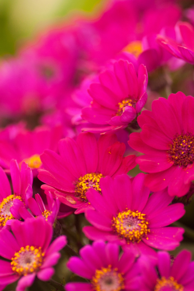 Красивые цветы хризантема в саду