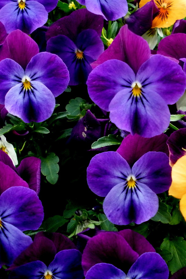 Прекрасный букет цветов анютины глазки