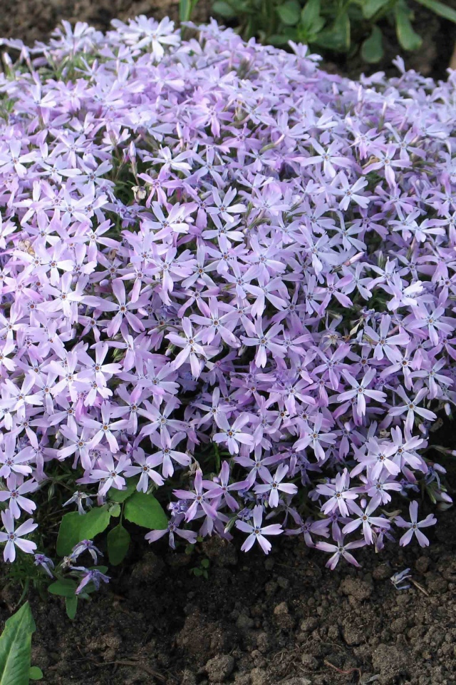 Красивый букет цветов флокс