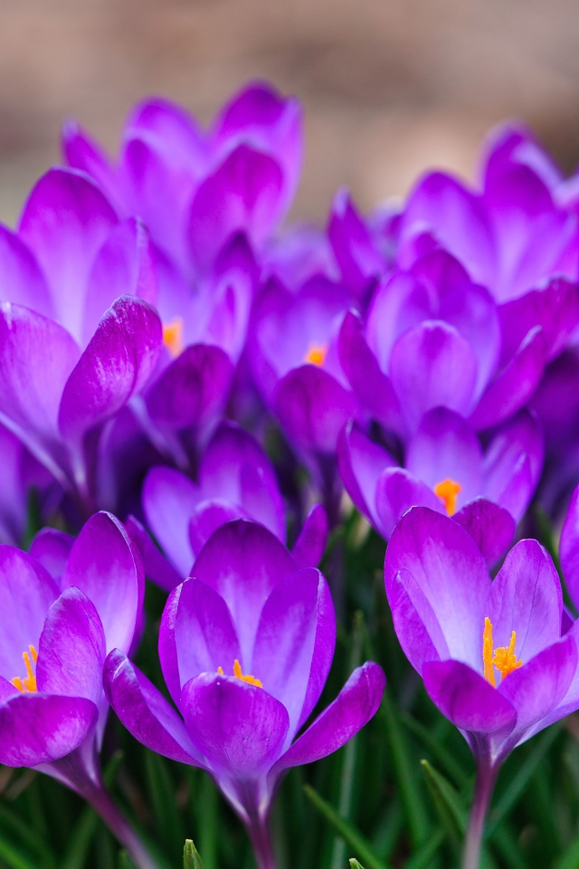 Красивый букет цветов шафран