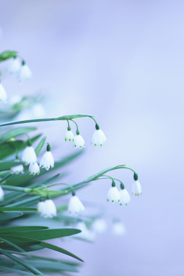 Красивый букет цветов подснежников