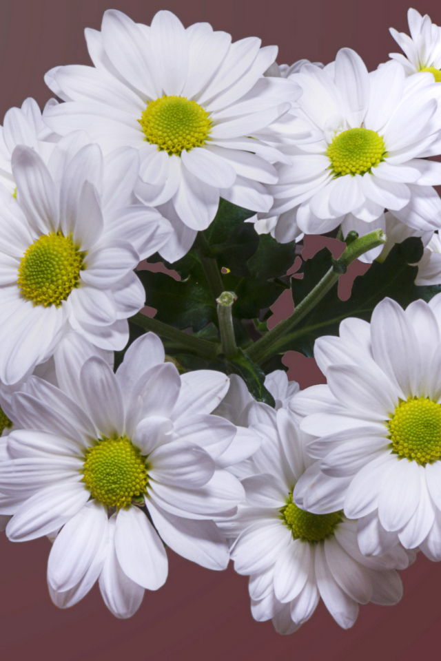 Красивый букет белая хризантема