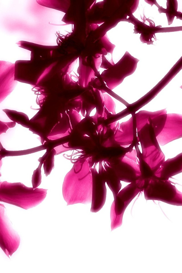 Красивые яркие цветы