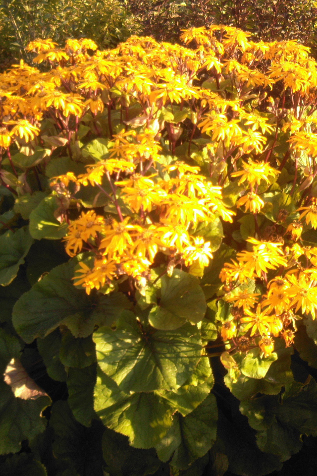 Красивый бузульник на дачном участке