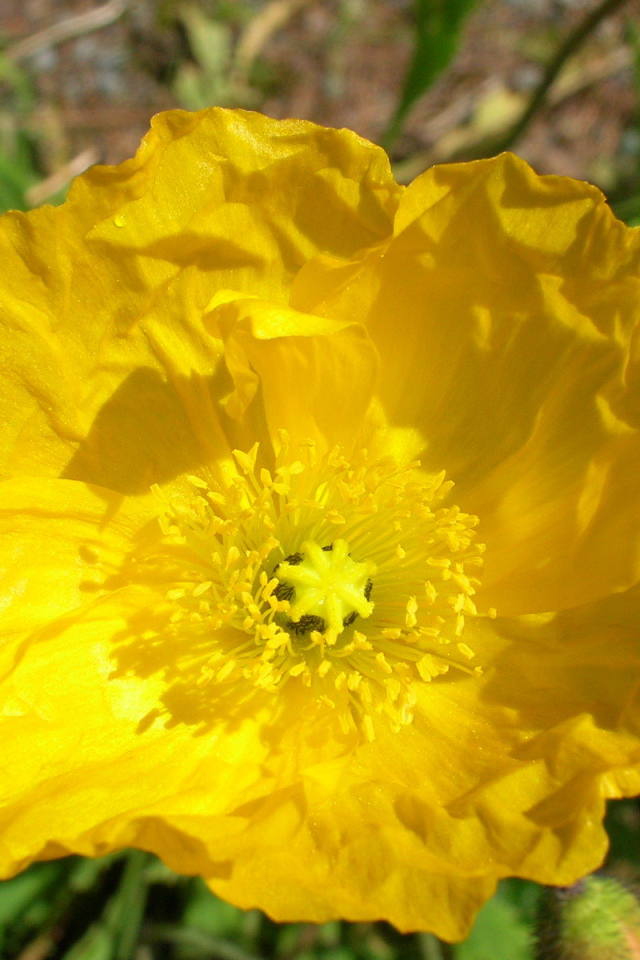 Красивый бузульник на клумбе в саду