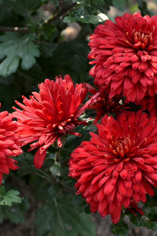 Красивые цветы хризантема на дачном участке