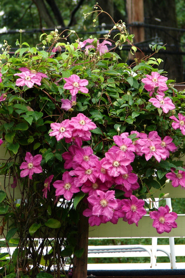 Красивый клематис в саду