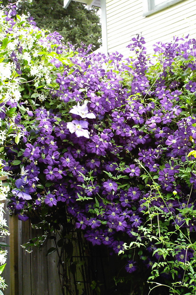 Красивый клематис на дачном участке