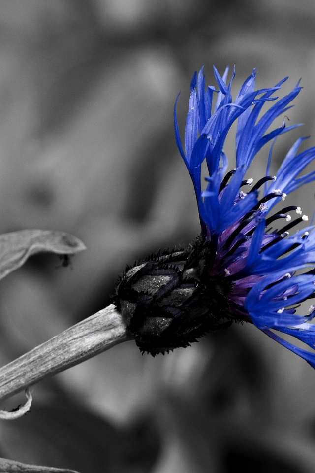 Красивый василек в саду