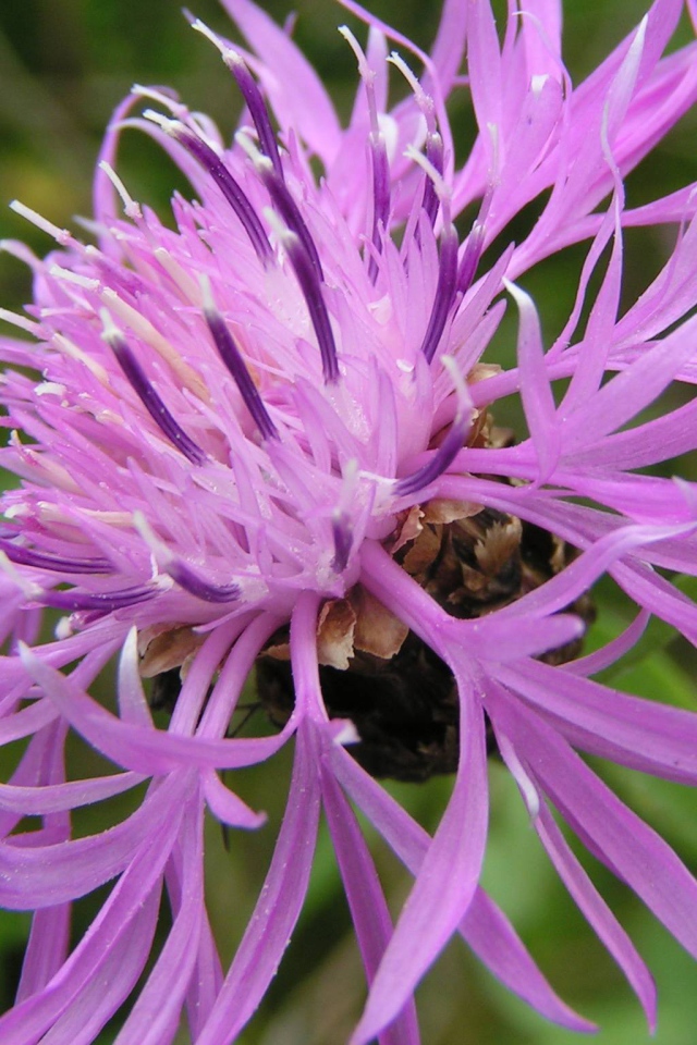Красивые васильки на клумбе в саду