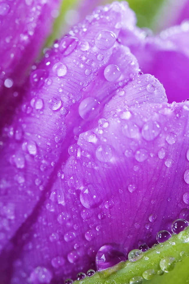 Красивые крокусы ранней весной