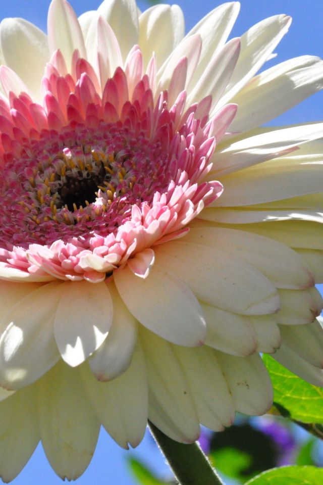 Красивая гербера в саду