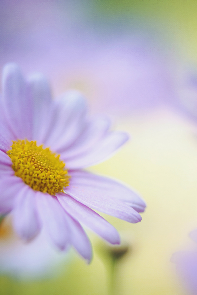 Красивые цветы маргаритки