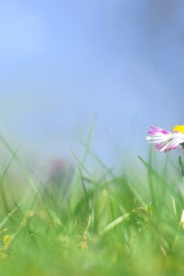 Красивые цветы маргаритки весной