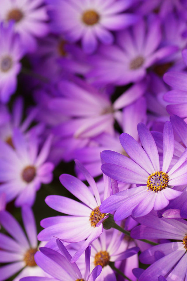 Красивые цветы маргаритки в саду