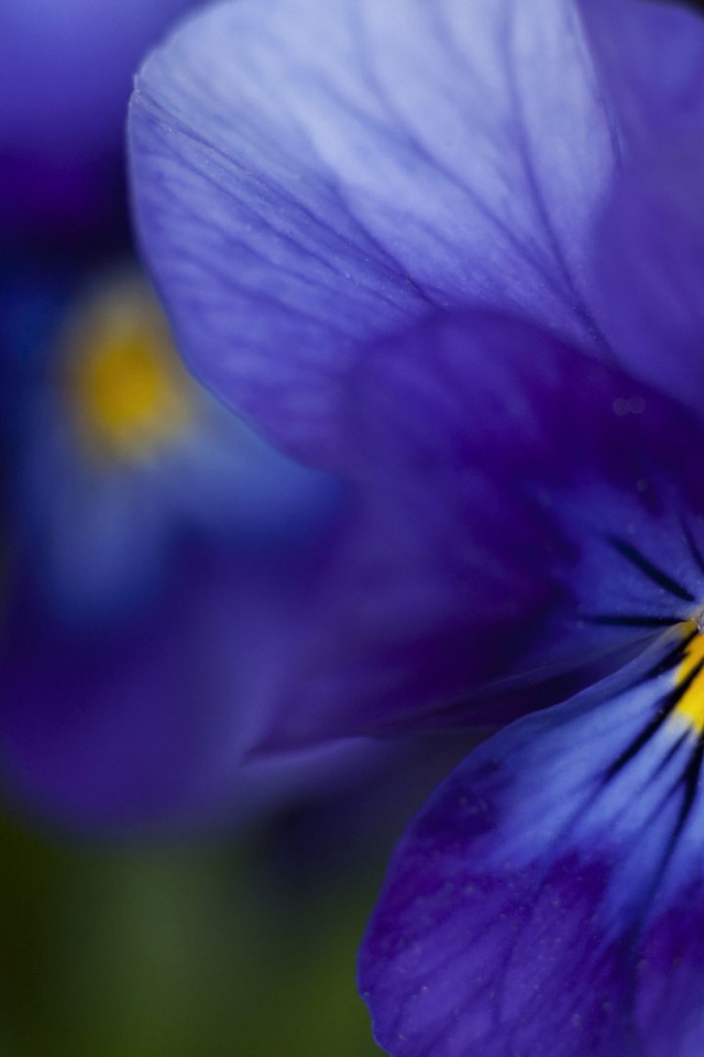 Красивые темно-синие анютины глазки