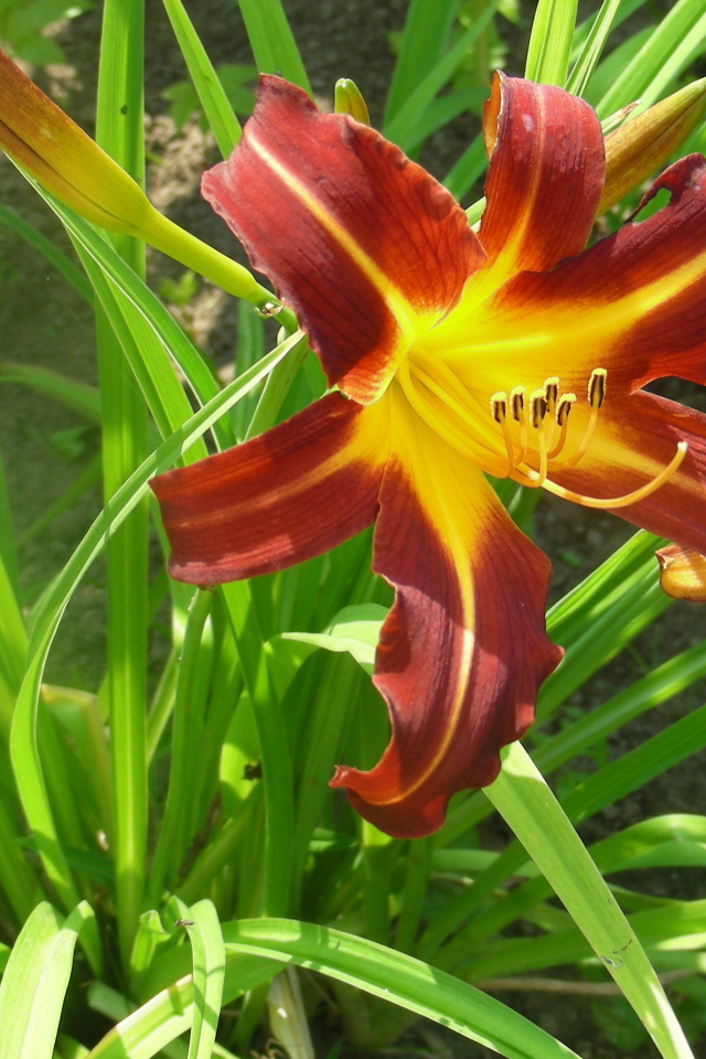 Красивый лилейник в саду