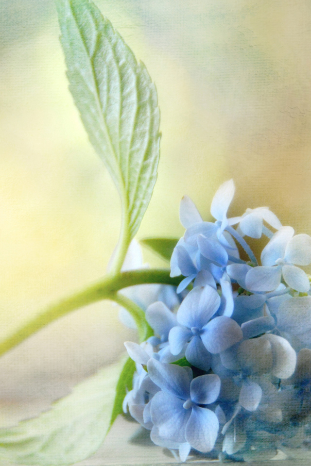 Красивый рисунок цветок гортензия