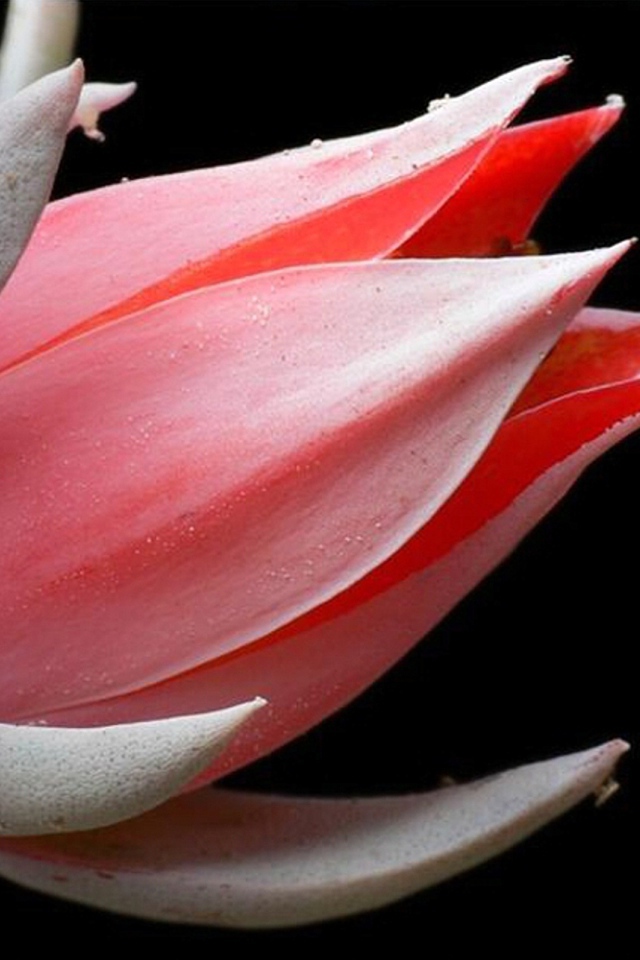 Красивая эхеверия (эчеверия) 