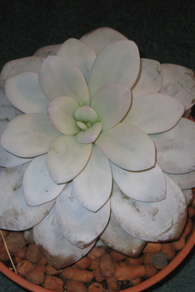 Красивая эхеверия (эчеверия) в саду