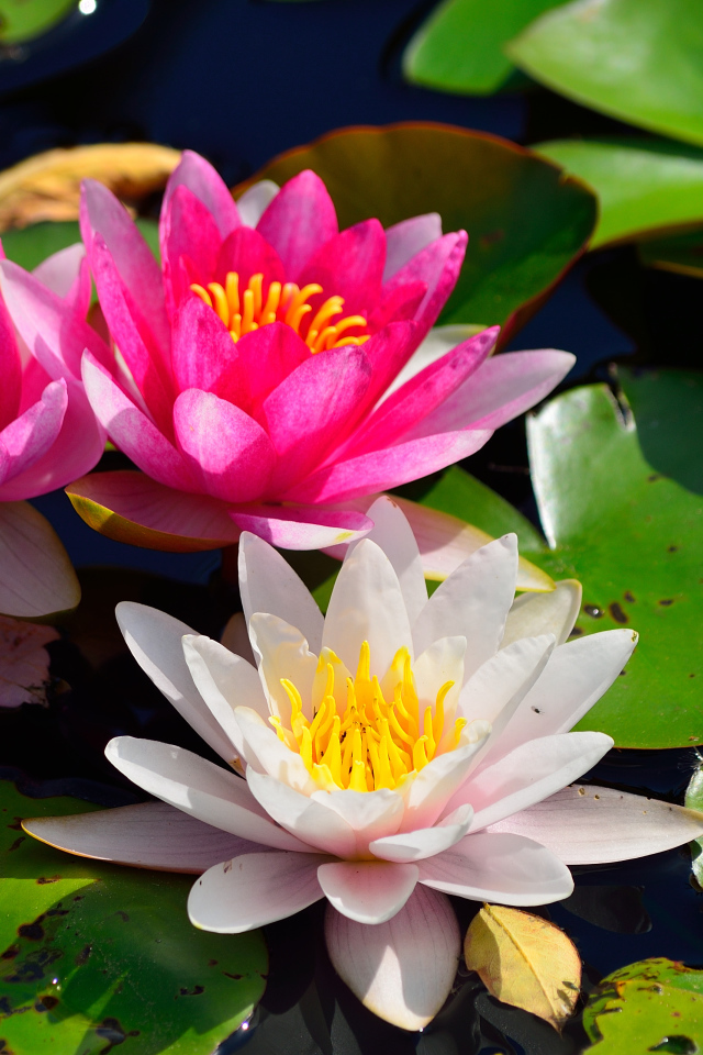 Красивый цветок нимфея