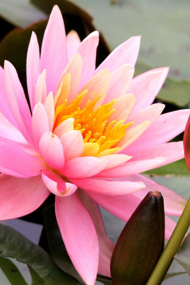 Красивый цветок нимфея на воде