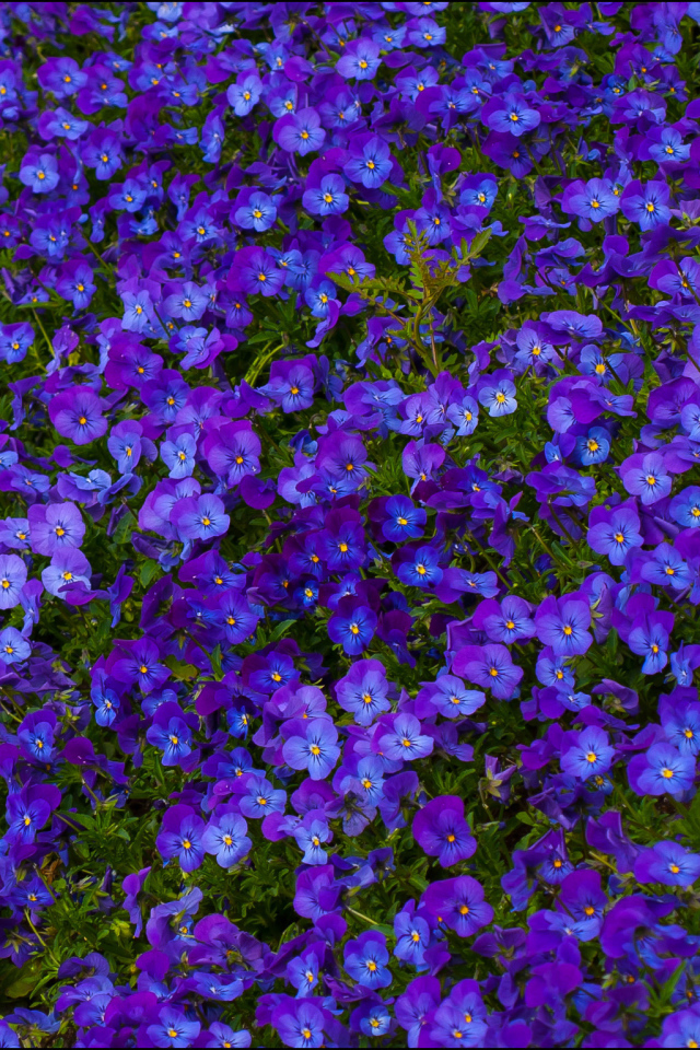 Расцвели красивые цветы анютины глазки