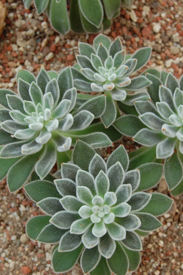 Красивый цветок эхеверия (эчеверия)  в саду