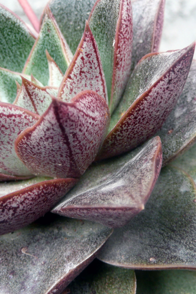 Красивый цветок эхеверия (эчеверия) в парке